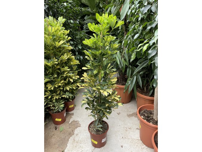 SCHEFFLERA 100 CM