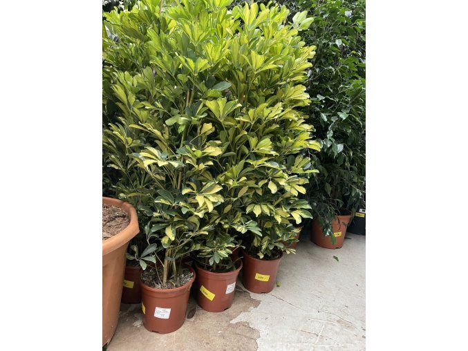 SCHEFFLERA 130 CM