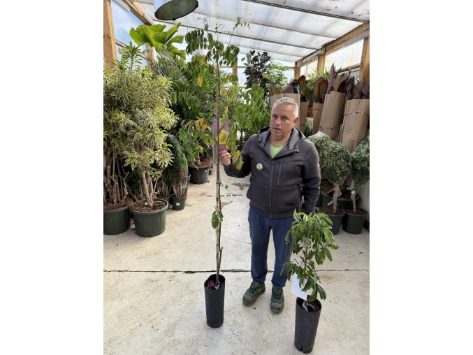 Averrhoa carambola 150 cm