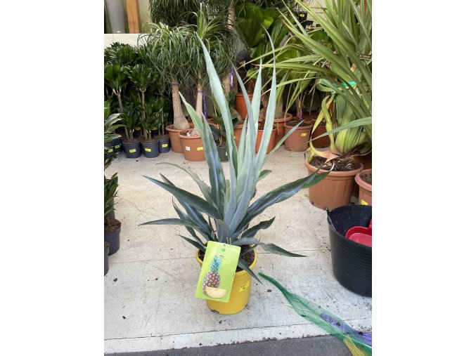 Ananas comosus  60 cm