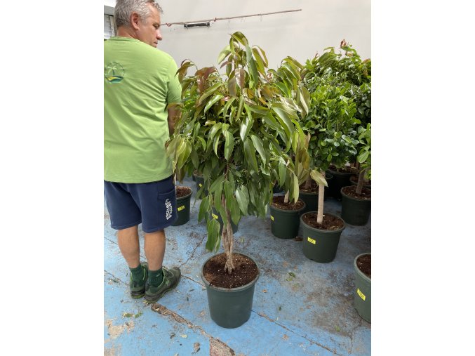 Ficus Amstel King, původ rostliny Španělsko. 120 cm