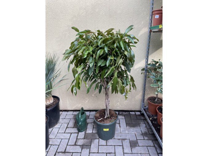 Ficus Amstel King 160 cm