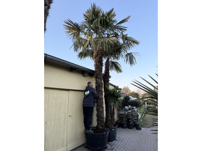 TRACHYCARPUS FORTUNEI, VÝŠKA 450 CM, KMEN 300 CM