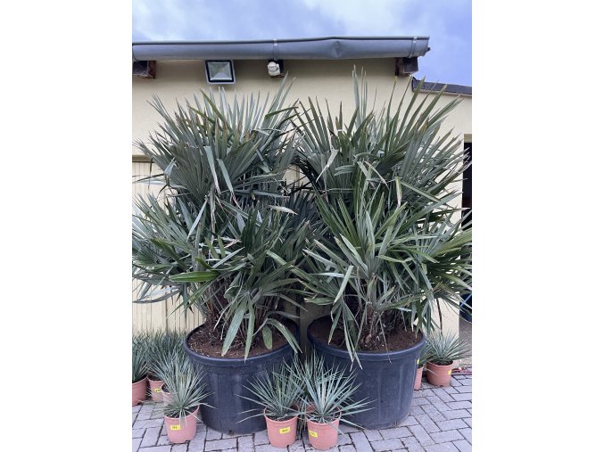 Rhapidophyllum hystrix, mrazuvzdorná palma, 215 cm +