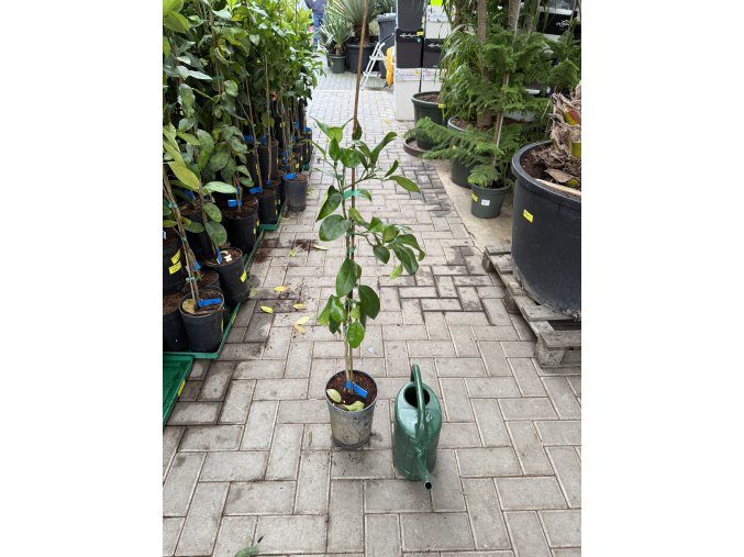 Grepovník star ruby 90 cm