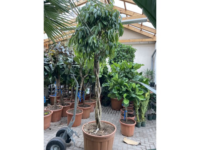 Ficus Amstel King 250 cm