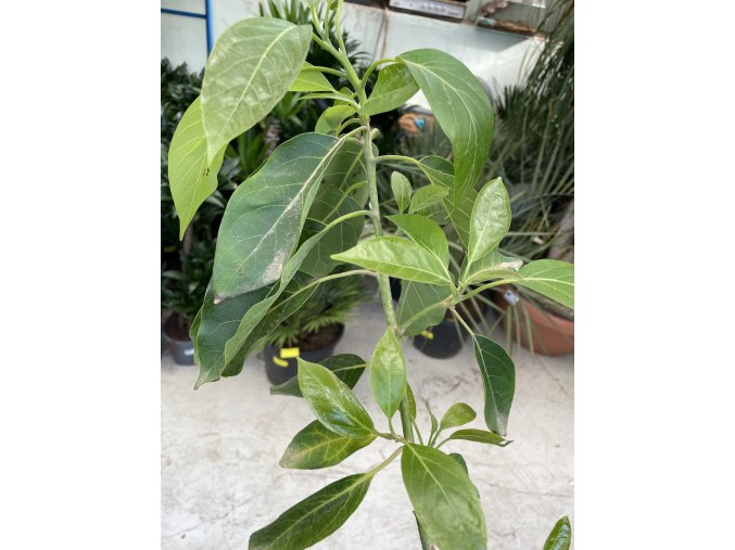 Avocado 140 cm