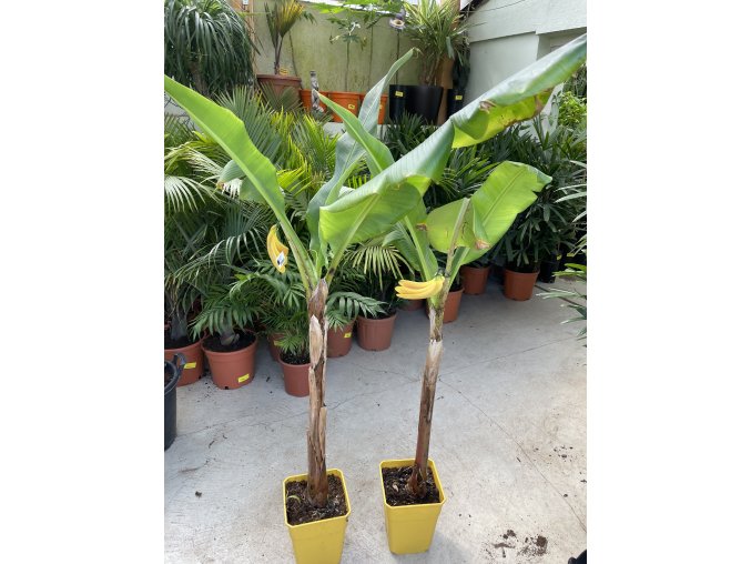banánovník, musa sikkimensis "red Tiger". 80 cm