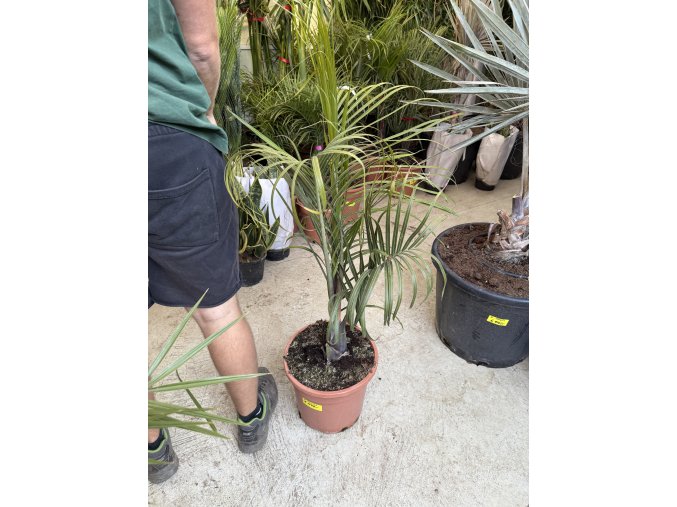 Dypsis decaryi, 80 cm