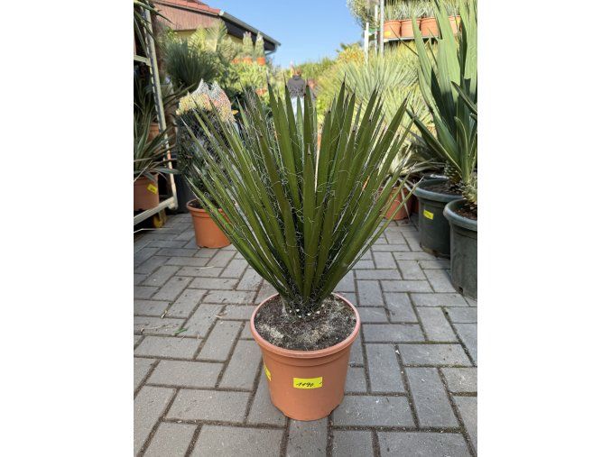 Yucca Filifera,  50 cm