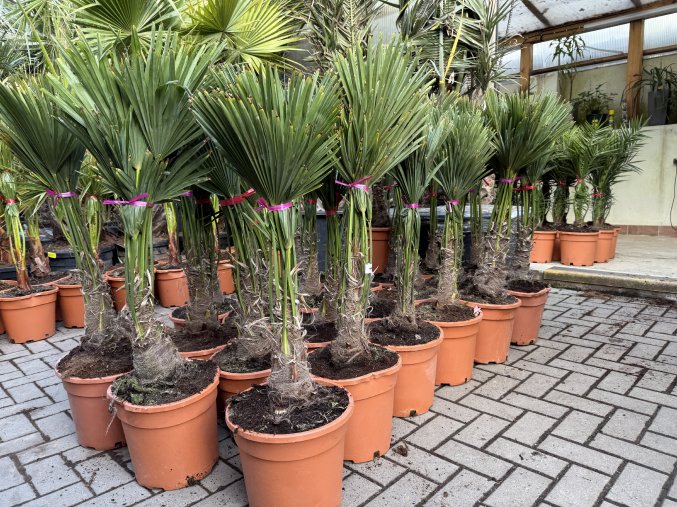 Trachycarpus wagnerianus, výška 100 cm, kmen 15 cm