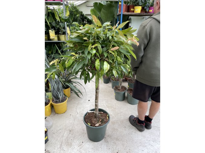 Ficus Amstel King, původ rostliny Španělsko. 140 cm