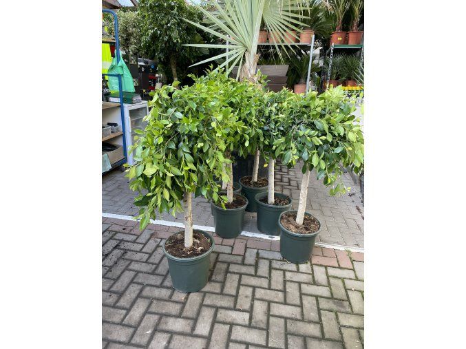 Ficus Nitida 130 cm