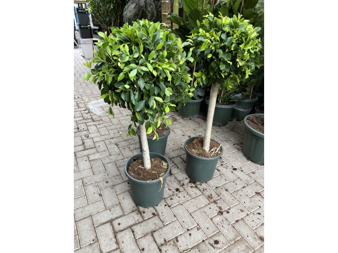 Ficus Nitida 120 cm