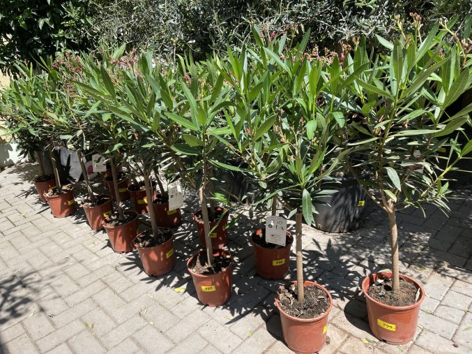 Nerium Oleander - Oleandr 100 cm, stromek