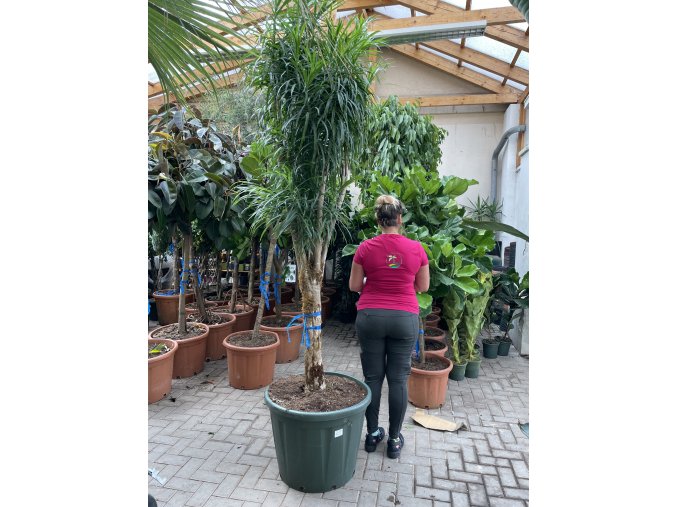 Dracaena Reflexa anita 2,5m