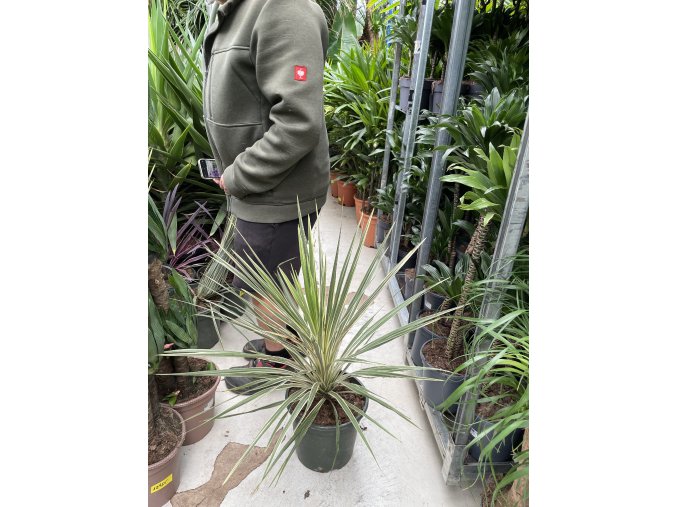 Cordyline australis, Torbay Dazzler, 40 cm