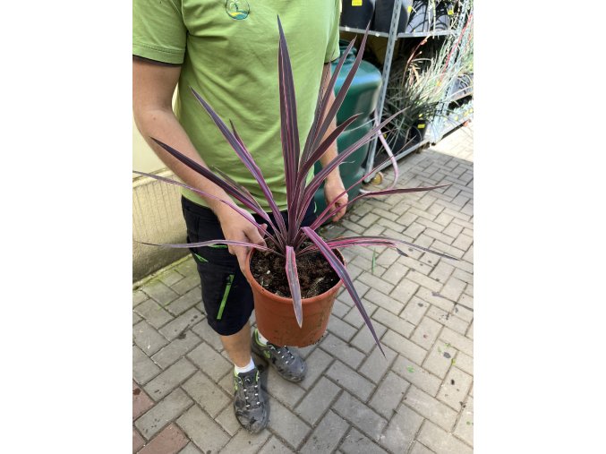 Cordyline australis, red star 40 cm