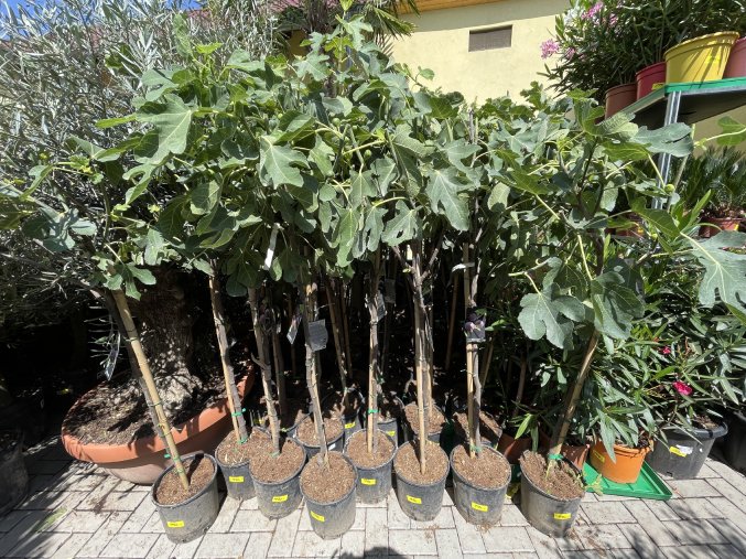 Ficus carica, Gota de miel, 170 cm