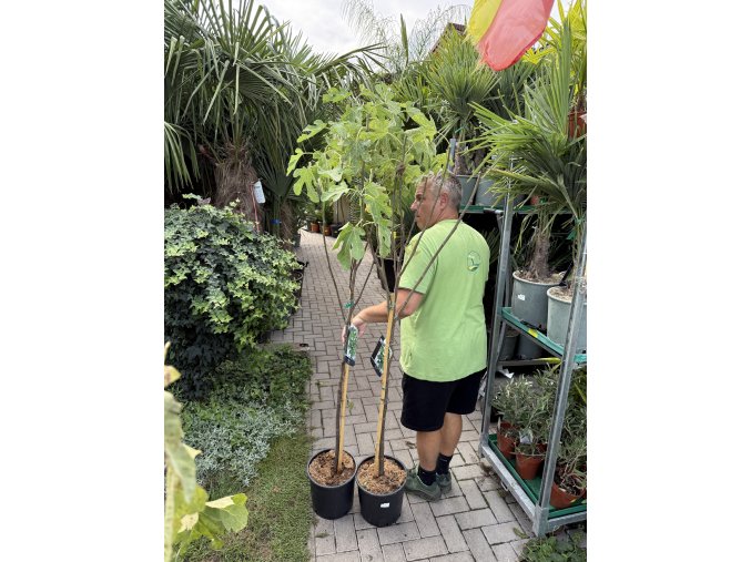 Ficus carica, Gota de miel, 170 cm