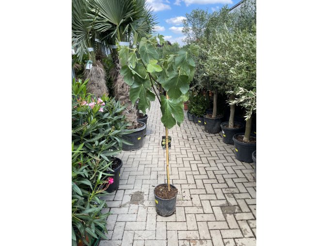 Ficus carica, Brown Turkey, 170 cm