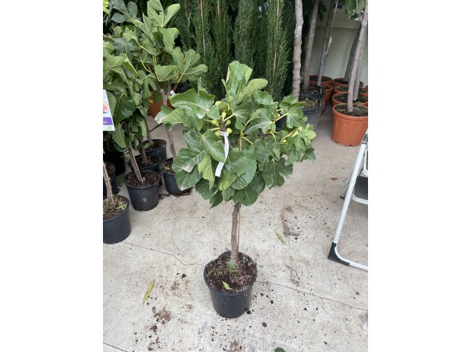 Ficus carica 110 cm