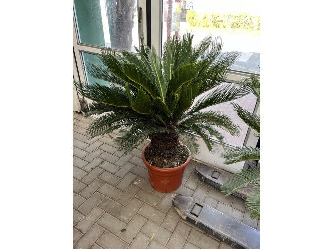 Cycas revoluta 110 cm