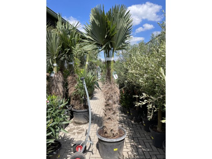 Trachycarpus fortunei, výška 260 cm, kmen 110 cm