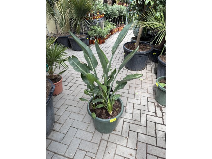 strelitzia reginae, 110 cm