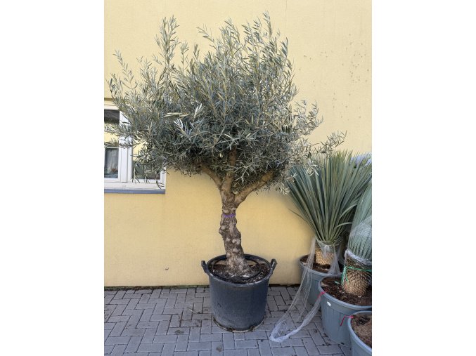 Olea europea - Olivovník 250 cm