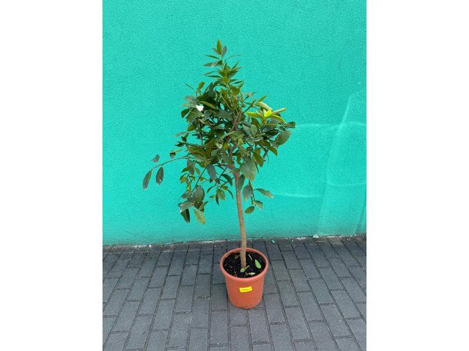 MRNP0494