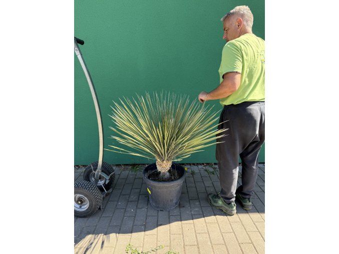 yucca elata 100 cm