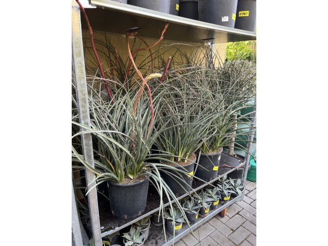 hesperaloe parviflora, -22°C, 70 cm