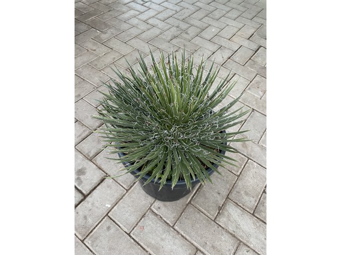 Agave multiFilifera,  40 cm