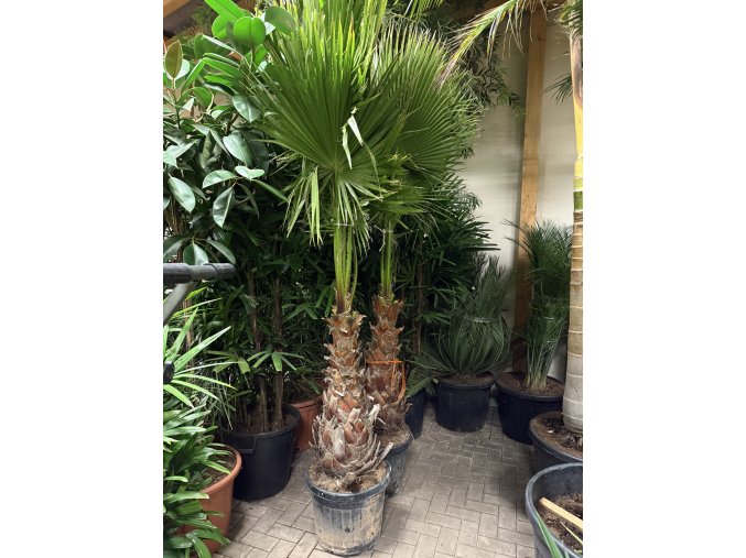 washingtonia robusta, 220 cm