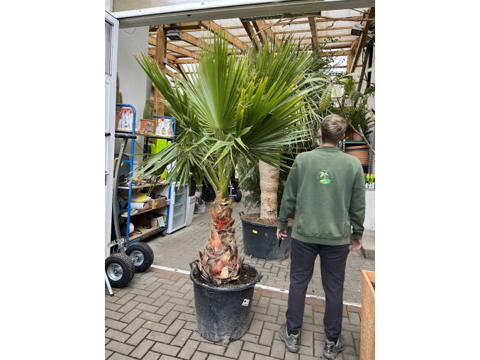 washingtonia robusta, 200 cm