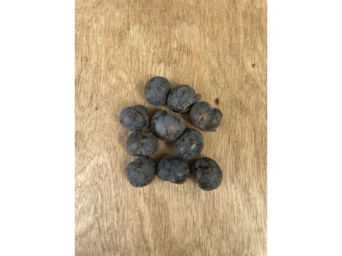 trachycarpus fortunei semínka - 10 ks