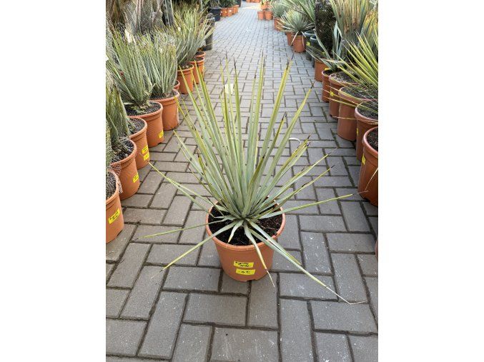 Yucca Rigida 50 cm