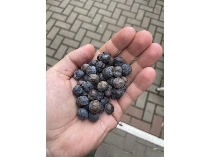 trachycarpus fortunei semínka - 50 ks
