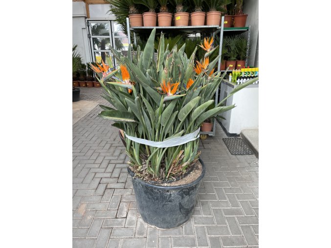 Strelitzia reginae 150 cm