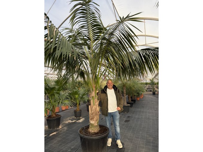 Howea forsteriana 300 cm