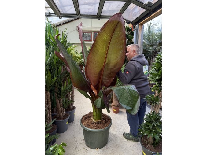 Musa Maurellii 200 cm