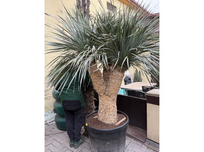 Yucca rostrata, rozvětvená, výška rostliny 180 cm