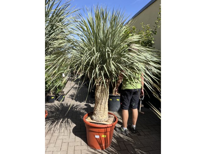 Yucca rostrata, výška rostliny 160 cm
