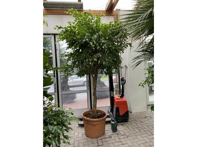 Ficus benjamina, 280 cm