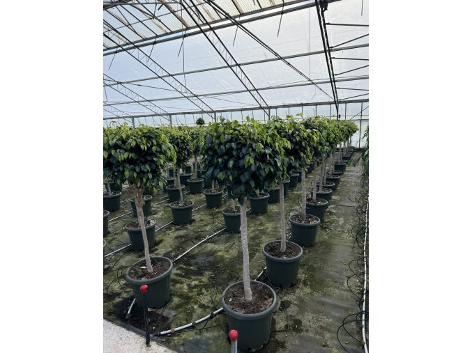 Ficus benjamina 170 cm