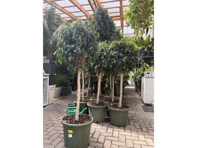 Ficus benjamina 160 cm