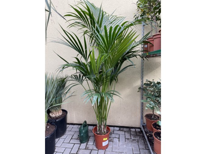 Howea Forsteriana 210 cm