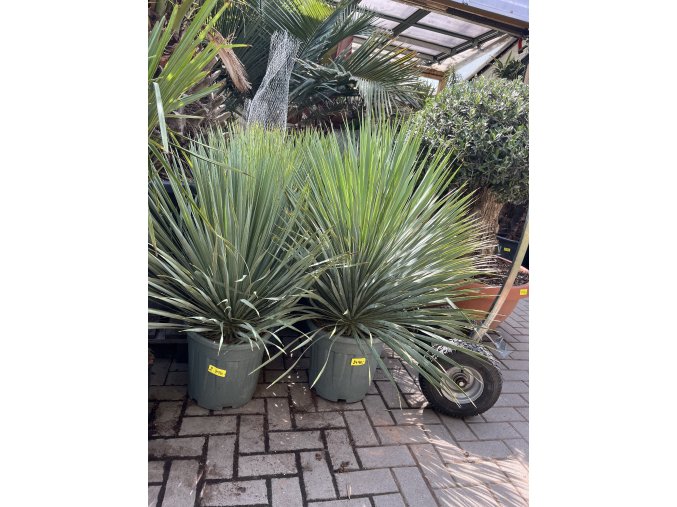 YUCCA ROSTRATA extra, -20°C  Výška rostliny 60 cm.