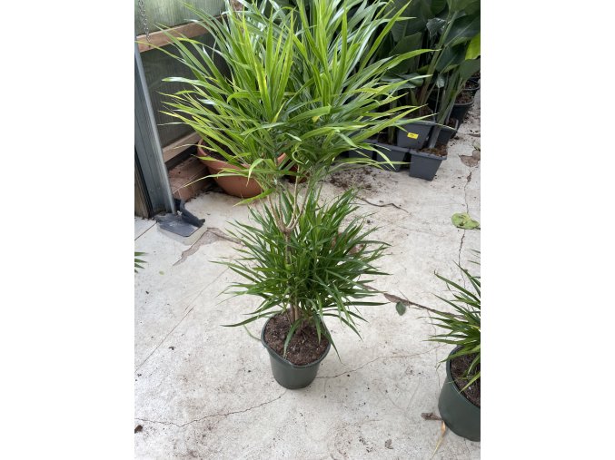 Dracaena Reflexa anita 130 cm